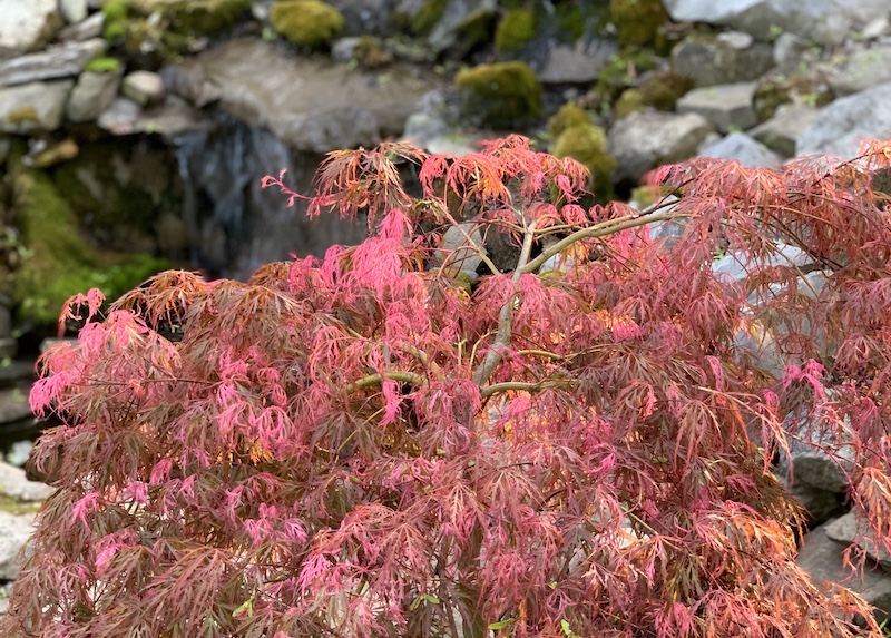 Buy Acer Palmatum 'Hana Matoi' Japanese Maple - Gorgeous!