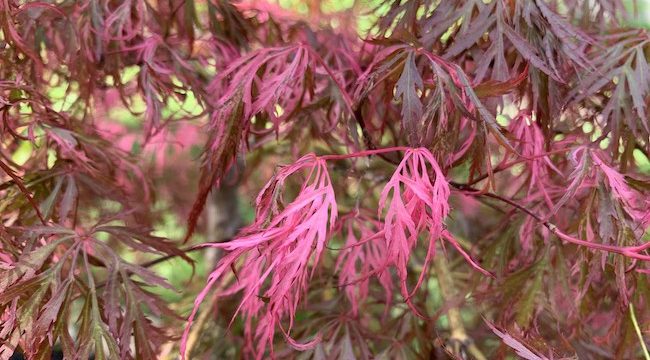 Buy Hana Matoi Japanese Maple - Acer Palmatum Hana Matoi for Sale