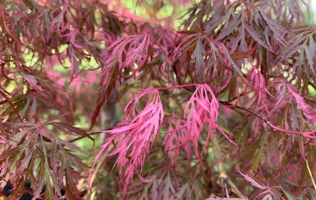 hana matoi japanese maple