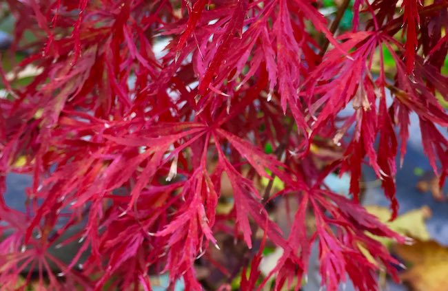 hana matoi japanese maple fall color