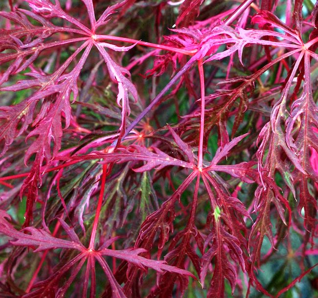 pink and red leaves on hana matoi japanese maple