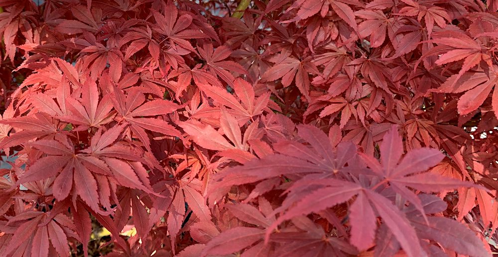 Royale Japanese maple leaves in full sun