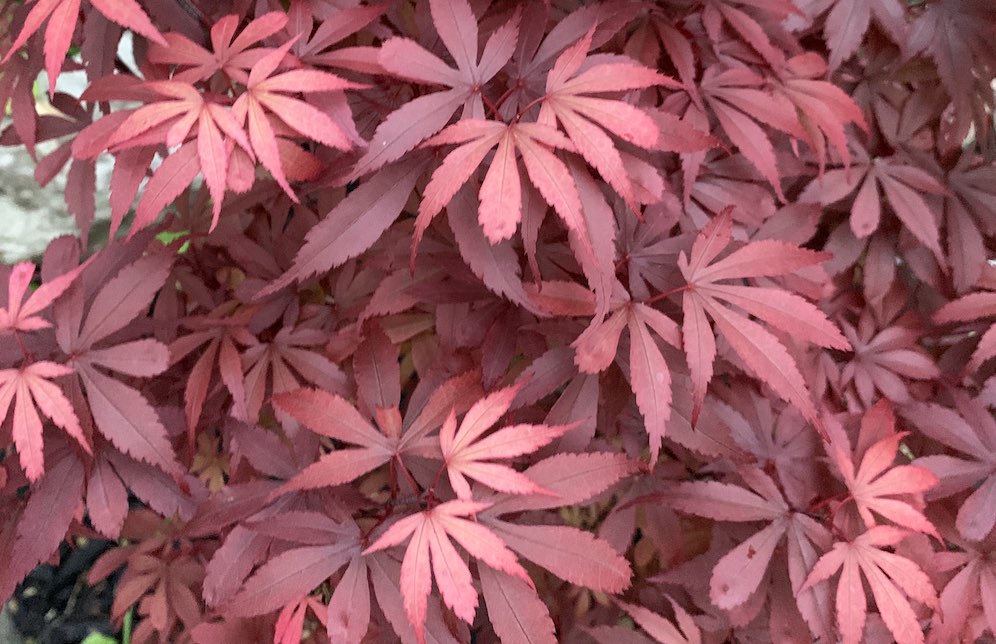 Royale maple leaves in the shade