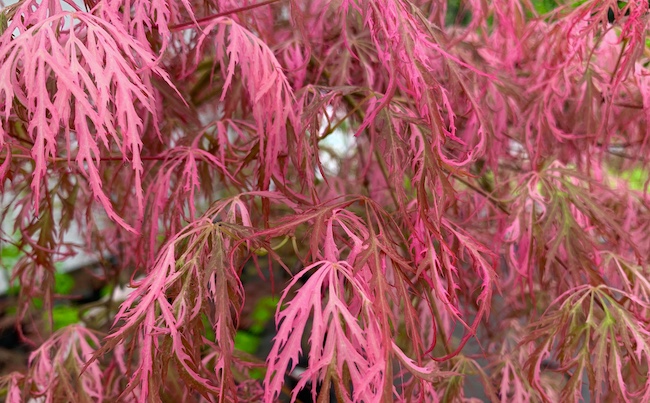 hana matoi pink japanese maple leaves in the sun