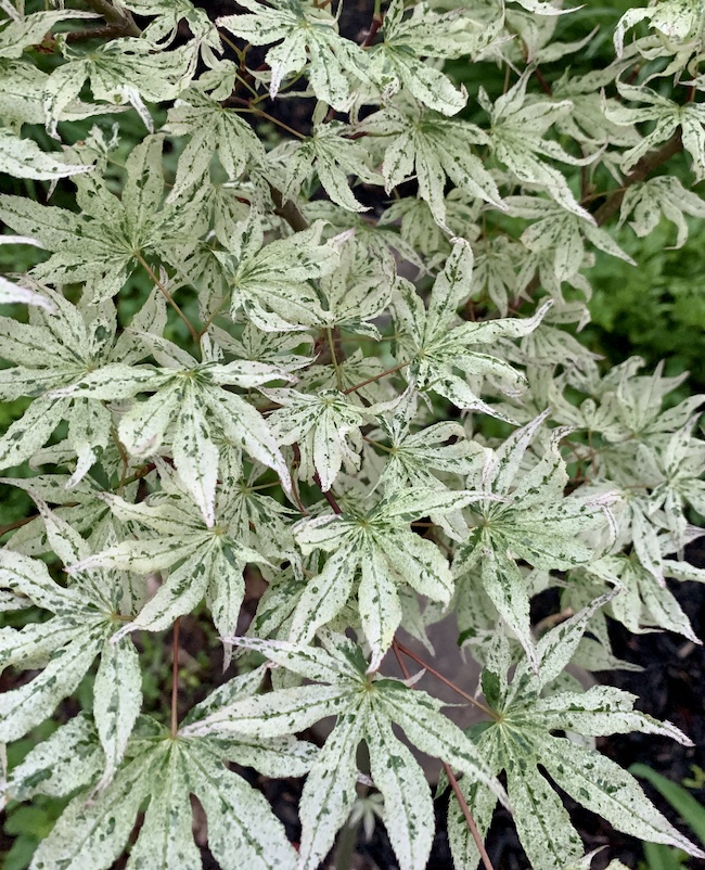 Ukigumo Japanese maple