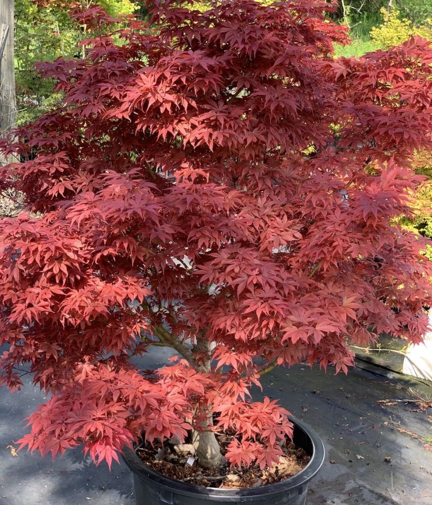 Acer Palmatum 'Royale' Japanese Maple - Topiary Gardens