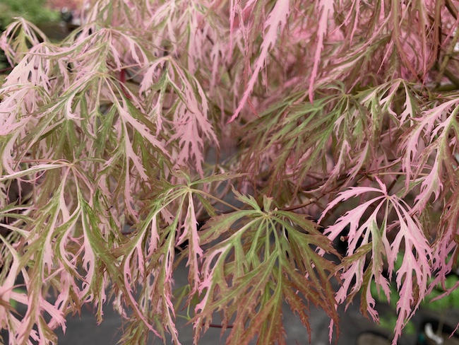 hana matoi maple leaves in the shade