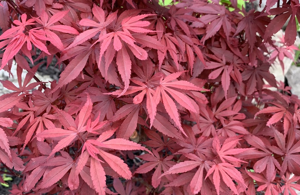 leaves of Royale Japanese maple