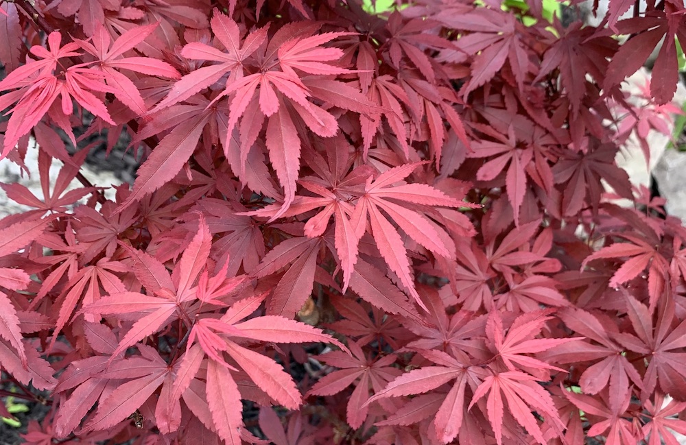 Acer Palmatum Royale Japanese Maple Topiary Gardens