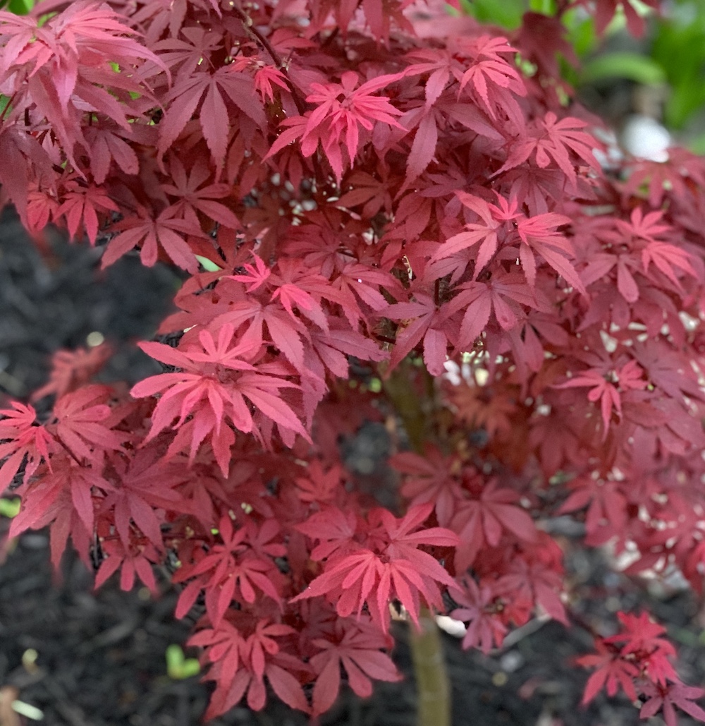 Royale dwarf Japanese maple leaf color 