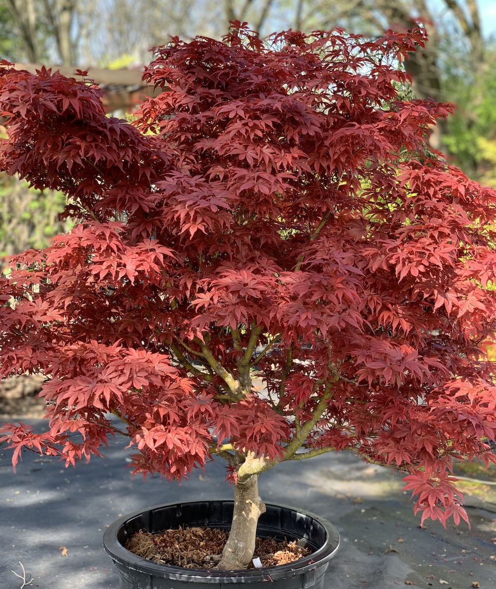 Acer Palmatum Royale Japanese Maple Topiary Gardens