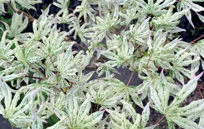 white japanese maple ukigumo leaves