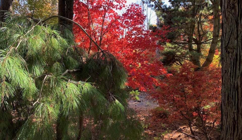 japanese maples and pines at Topiary Gardens