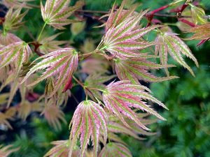Acer Palmatum Ikandi