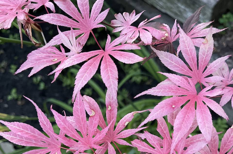 pink japanese maple leaves