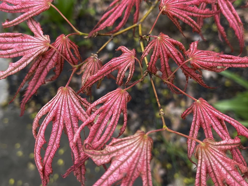 mikazuki japanese maple leaves in spring