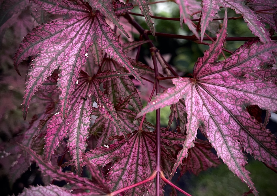 amagi shigure pink and purple leaves up close