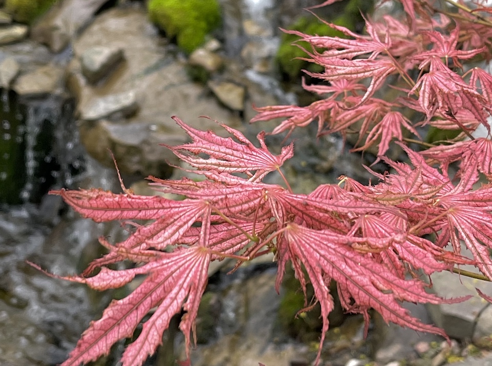 pink mikazuki japanese maple by a waterfall and mossy rocks