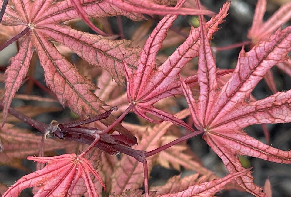 olsens frosted strawberry pink japanese maple leaves in the spring