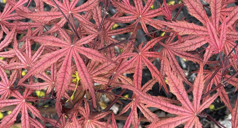 acer palmatum olsens frosted strawberry