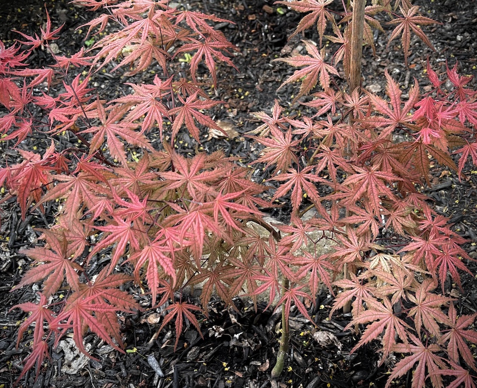 Acer Palmatum Frosted Strawberry growth habit