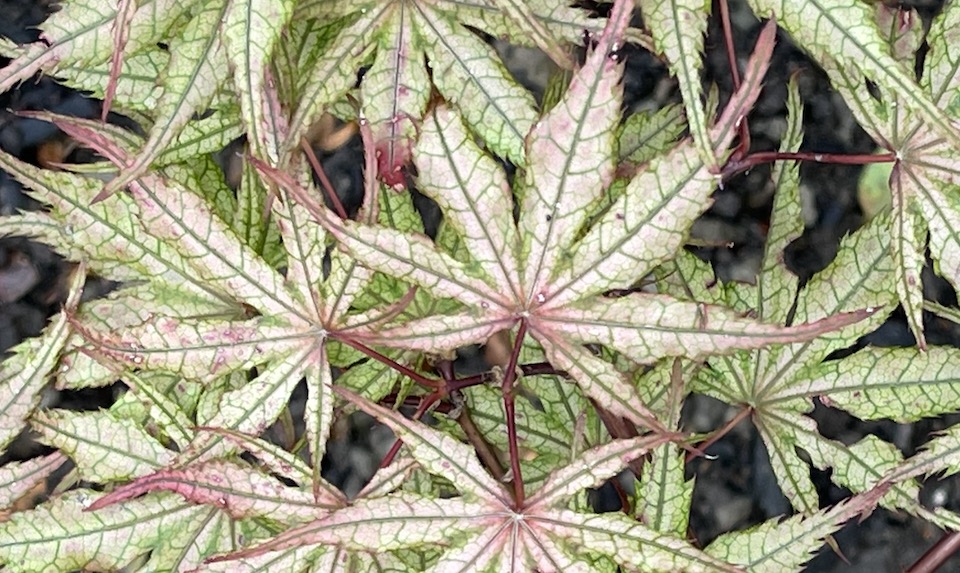 shaded leaves of olsen's frosted strawberry